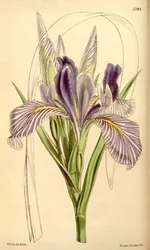 Iris longipetala